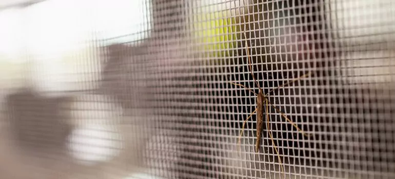 Repair Mosquito Mesh For Windows in Citrus Park, FL
